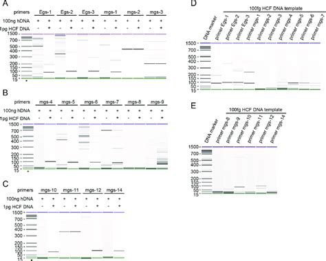 Validation Of Primers Via Conventional Pcrs A B C Conventional Pcr