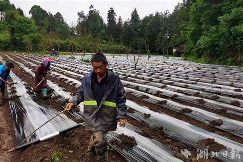 咸丰春耕好时节 田间农事忙 湖北日报新闻客户端