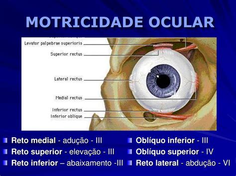 Ppt PropedÊutica NeurolÓgica Powerpoint Presentation Free Download