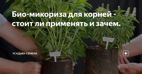 Био-микориза для корней - стоит ли применять и зачем. | Усадьба-Семена ...