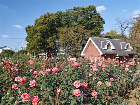 【花だより】2022年10月28日現在 与野公園 秋バラの開花状況 アクセスと駐車場 埼玉県さいたま市 カタスミ日記