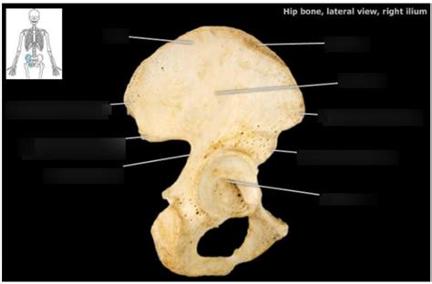 Hip Bone Lateral View Right Ilium Diagram Quizlet