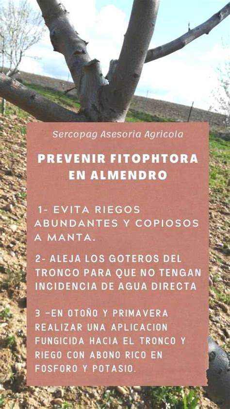 Consejos Para El Mejor Tratamiento Del Almendro Despu S De Cosecha