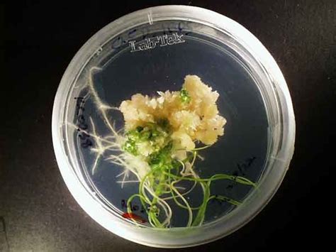 How Is Tissue Culture Done Transformation 1 Plant Tissue Culture