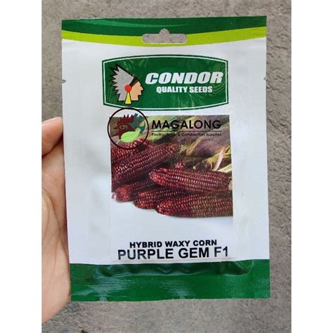 Condor Seeds Waxy Corn Seeds Purple Gem F Hybrid Grams Shopee