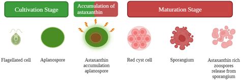 Schematic Showing The Main Stages Of The Life Cycle Of H Pluvialis