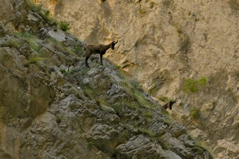 Ibex Gole Di Fara Di San Martino E Abbazia Di San Martino Parco