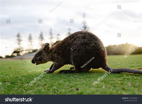 Rottnest Quokka Exploring Green Golf Course Stock Photo 1673818090 ...