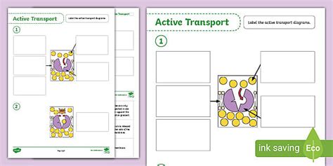 Active Transport Worksheet Hecho Por Educadores Twinkl