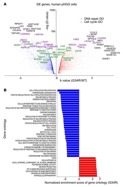 Transcriptomic Analysis Of A Human Model Of H33 G34r Phgg A Volcano Download Scientific