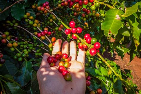 Caféier Avec Des Grains De Café Sur La Plantation De Café Comment