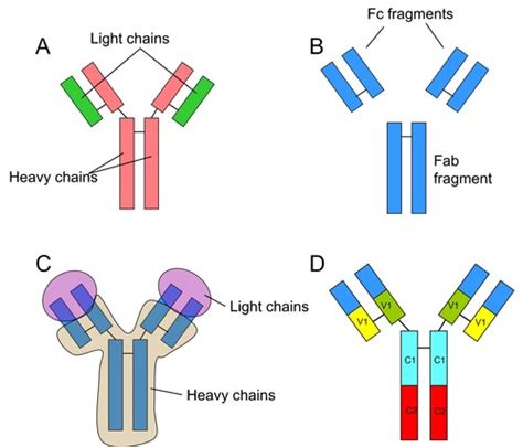 Immunology Flashcards Quizlet