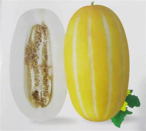 Wholesale Good Disease Resistance Oval Shape High Sweet Hybrid F1 Melon