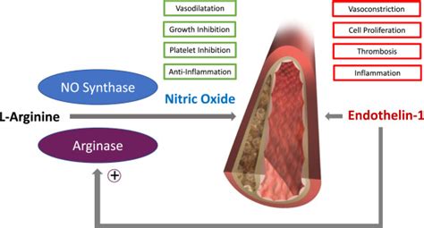 Linking Regulation Of Nitric Oxide To Endothelin 1 The Yin And Yang Of