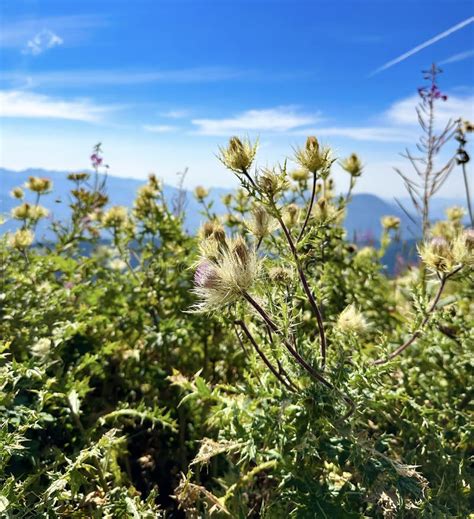 Mountain Wildflowers At Dusk Stock Image Image Of Nature Ecological