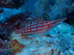 Longnose hawkfish care guide: size, feeding, & reef safe