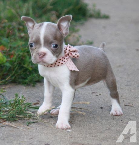 Blue Brindle Boston Terrier Puppies For Sale - Pets Lovers