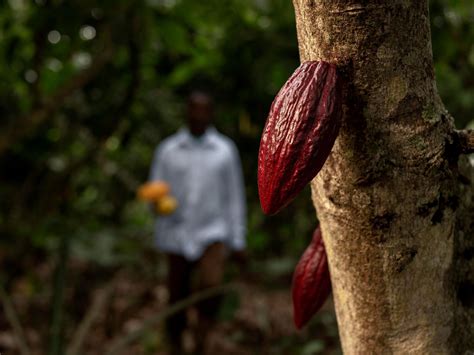 El Cacao Ecuatoriano Una Deliciosa Fuente De Beneficios