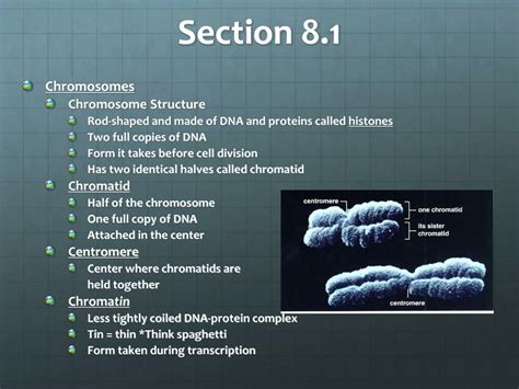 Ppt Chapter 8 Cell Reproduction Powerpoint Presentation Free Download Id 1394583