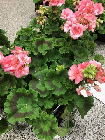 Americana Salmon Zonal Geranium Pelargonium X Hortorum Americana