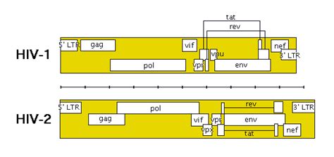 HIV genome: genetic structure and function of HIV explained | Q and A ...