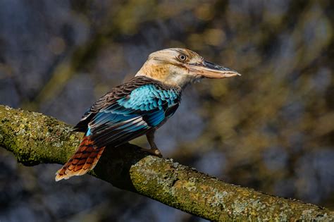 Blue Winged Kookaburra Stevenage Photographic Society