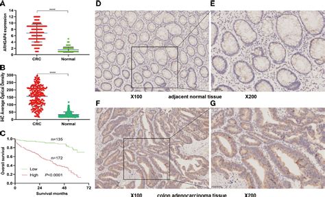 Frontiers Analysis Of Arhgap4 Expression With Colorectal Cancer