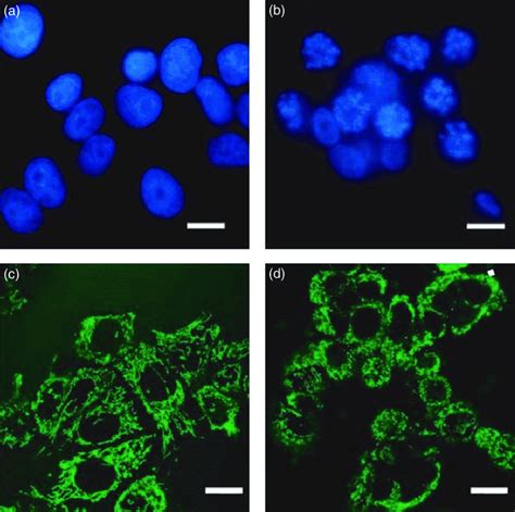 Representative Images From DAPI A B And MitoTracker C D Stained