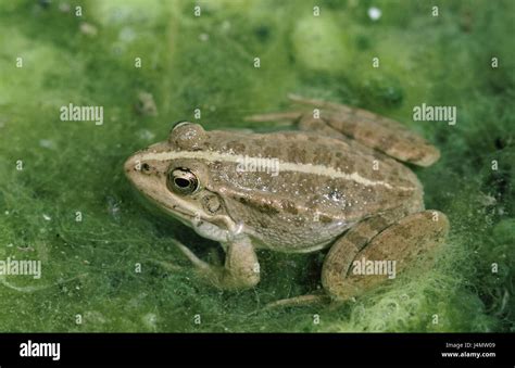 Sea frog, Rana bedriagae pond, lake, animals, animal, amphibians ...