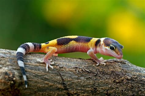 Tokay Gecko: Care Sheet, Lifespan, and More (With Pictures) | Pet Keen