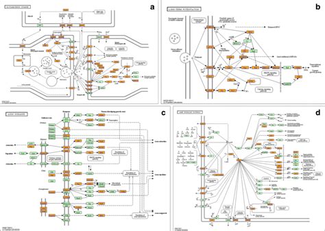 Pathways associated with glutamatergic synapse (a), long-term ...