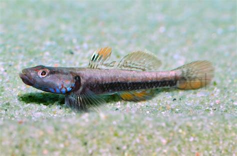 Schwarzbauchgrundel Rhinogobius cf wuyiensis Zierfischgroßhandel