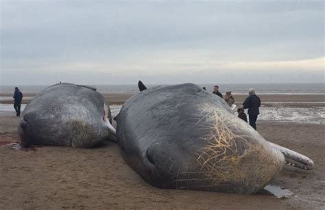 3m360 Sperm Whales Washed Up Dead On British Beaches Were Part Of Pod Which Has Also Lost 12