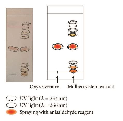 Tlc Fingerprint Of Mulberry Stem Extract Standard Oxyresveratrol Was