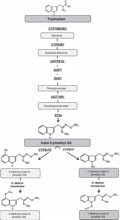 Biosynthesis Pathway Of Indole Glucosinolates As Known In Arabidopsis Thaliana Enzymes