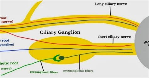 A Tale of Med Students: Ciliary Ganglion