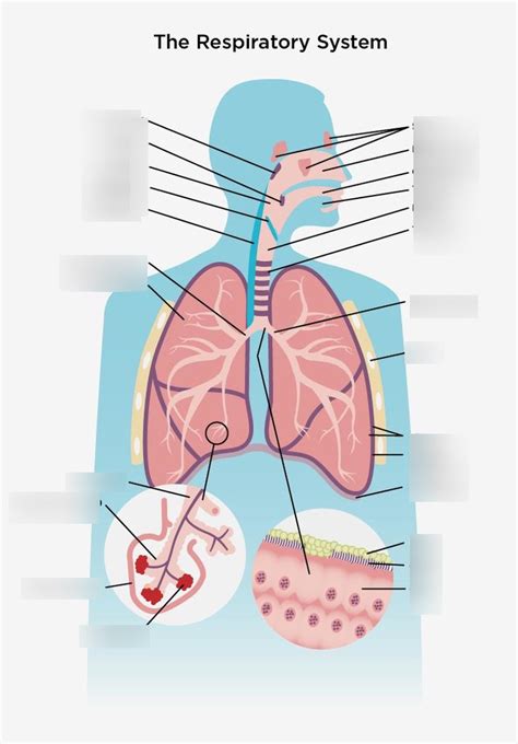 respiratory system labeled Diagram | Quizlet