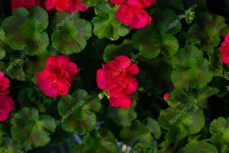 Pelargonium Or Pelargonium Grandiflorum Flower Close Up Pink Regal Pelargonium Grandiflora