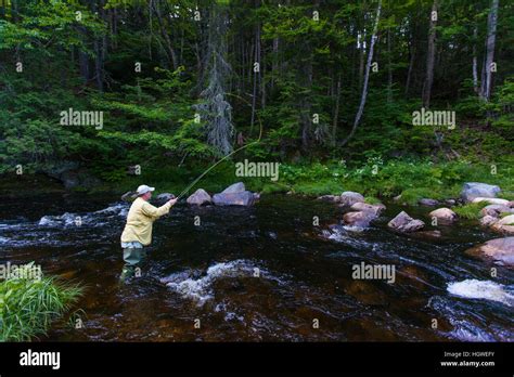 A Man Fly Fishing For Brook Trout In Cold Stream In Maines Northern