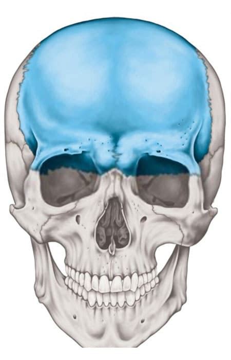 Hueso Frontal Anatom A Funci N Importancia Cl Nica