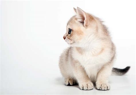 Burmilla Cat Breed Profile - Cat-World