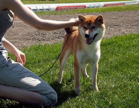 Shiba Inu Daitan Hiroshi Shiba Inu Hiro Weeks Flickr