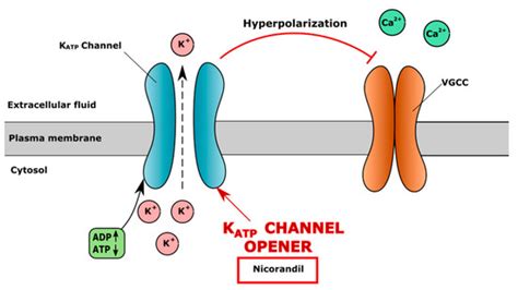 Cells Free Full Text Cardiovascular Drugs And Osteoarthritis