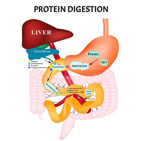 Digesti N De Prote Nas Metabolismo Proteico Digesti N En El Tracto