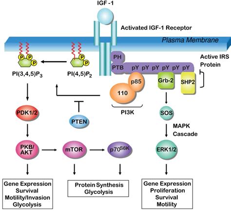 Expression And Function Of The Insulin Receptor Substrate Proteins In Cancer Cell