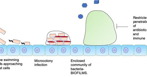 Biofilms Pseudomonas Aeruginosa Biofilm Formation Stages Figure