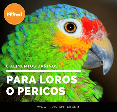 6 alimentos dañinos para loros o pericos y que NO debes darle Loros