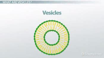 Vesicle