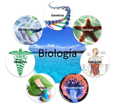 Biología la ciencia de la vida Campos en que se divide la biología