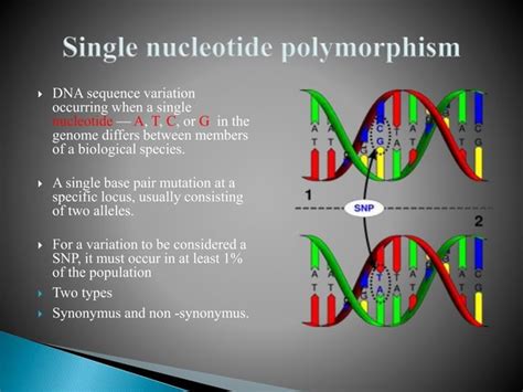 Genetic polymorphism